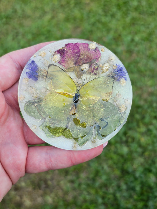 Eurema Lisa "Little Yellow" Butterfly