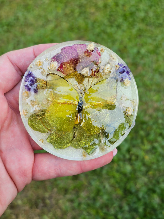 Eurema Lisa "Little Yellow" Butterfly